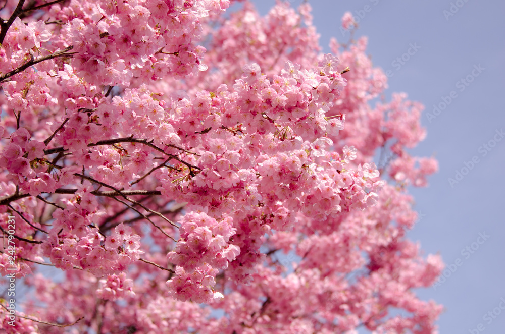 満開の八重桜 満開の八重桜