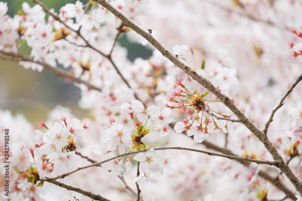 橿原神宮の桜 橿原神宮の桜