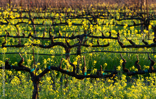 Yellow Rows - Bright yellow blossoms signal the arrival of mustard season. Sonoma County, California, USA