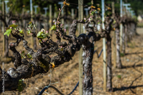 Old Row Bud Break - A old vine vineyard row starts another growing season. Sonoma County, California, USA