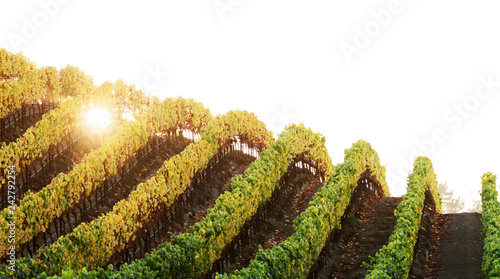 Vineyard Sunset - The sun sets behind perfectly sculpted vineyard rows. Sonoma County, California, USA
