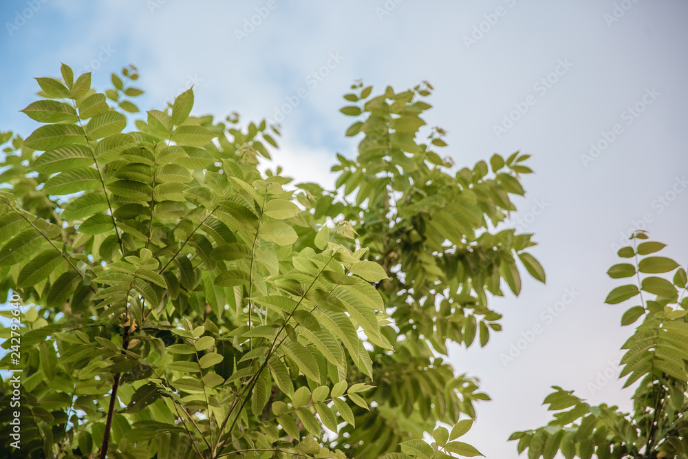 The leaves of Manchurian walnut (Juglans mandshurica) The leaves of Manchurian walnut (Juglans mandshurica)