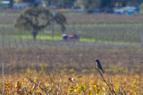 Resting Up - Vaux's swift takes a break in anticipation of the next swarm action over a vineyard. Sonoma County, CA, USA