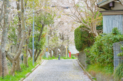 Fototapeta Naklejka Na Ścianę i Meble -  桜の咲く散歩道