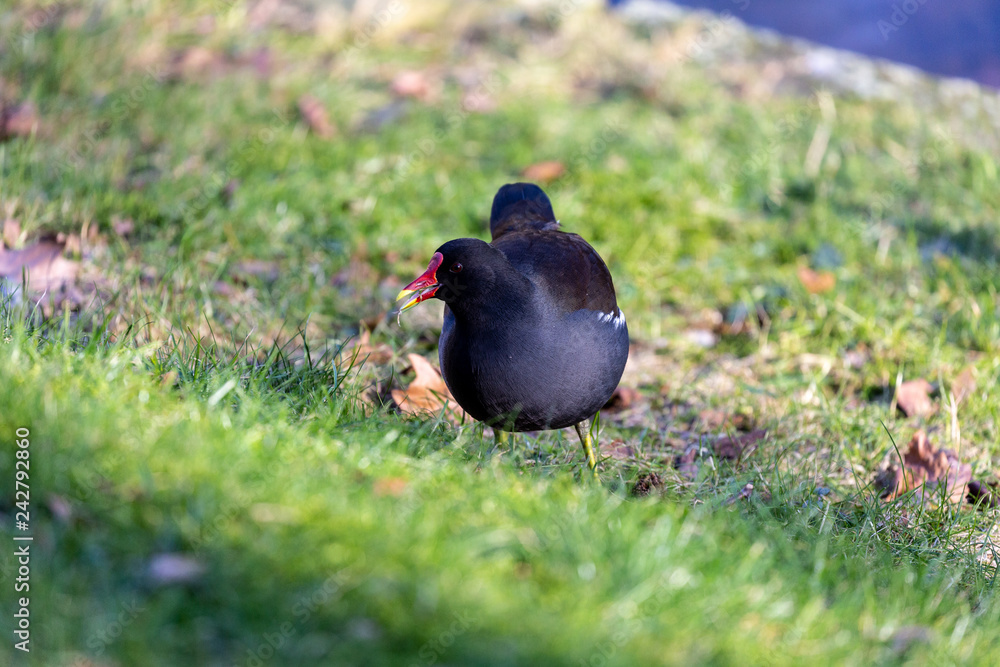 Obraz premium Bird on grass