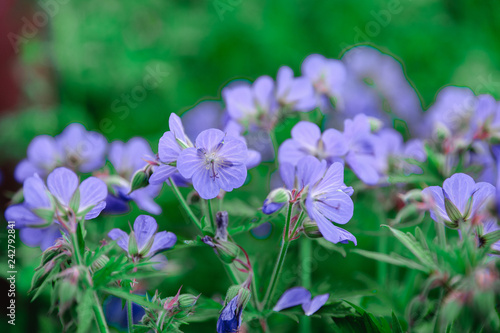 Fototapeta Naklejka Na Ścianę i Meble -  flowers of meadow geranium, Geranium pratense