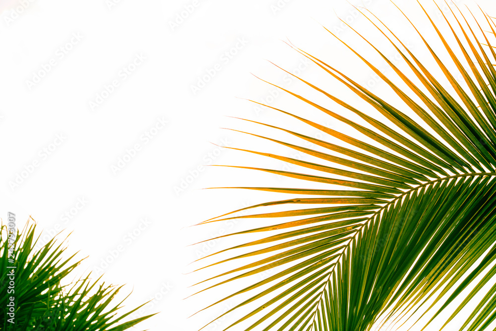 Obraz premium coconut leaves on white background,Palm leaf,Palm leaves and coconut leaves for graphic work