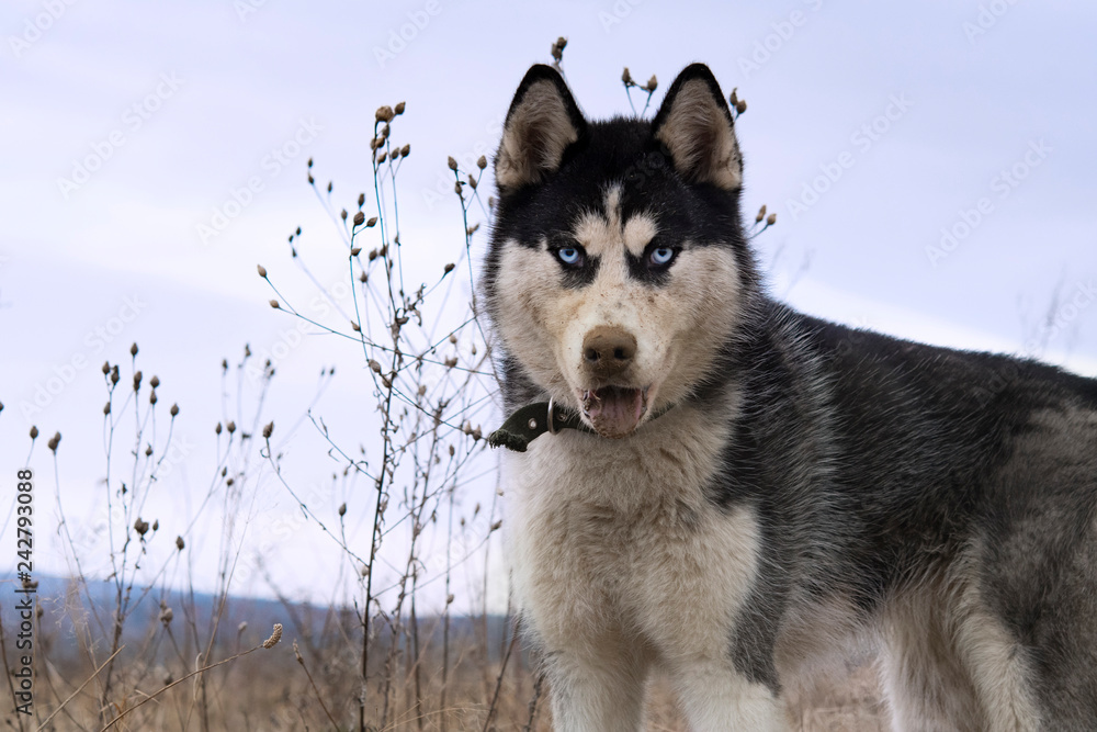 Obraz premium siberian husky