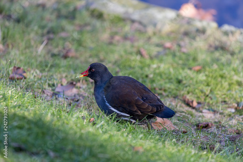 Bird on grass