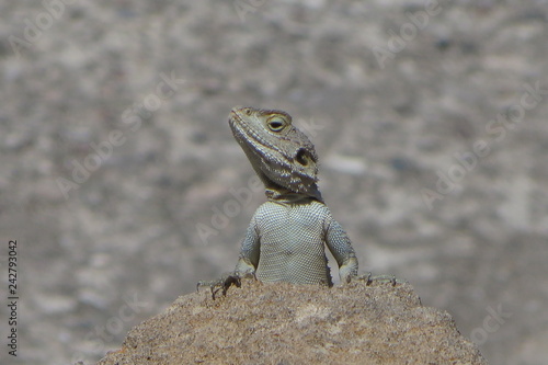 Lizard