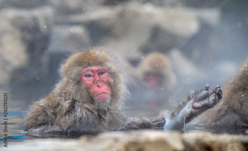 Snow Monkeys Lazing Around Snow Monkeys Lazing Around