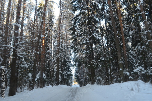Fantastic Russian forest in winter