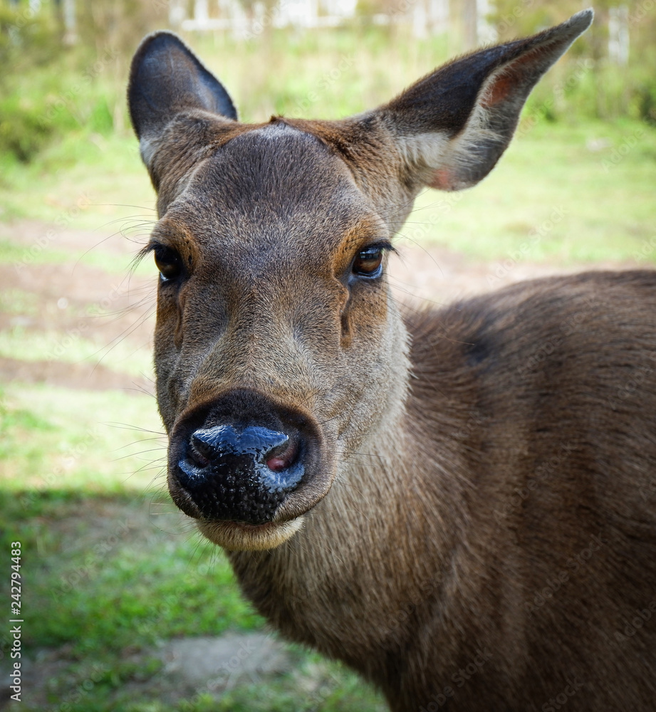 Deer face and head / close up of red deer female looking Deer face and head / close up of red deer female looking