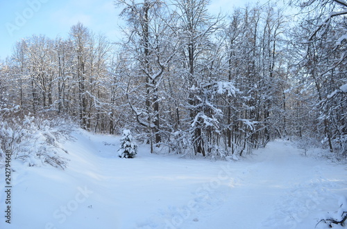 Russian forest in winter © Илья Федоров