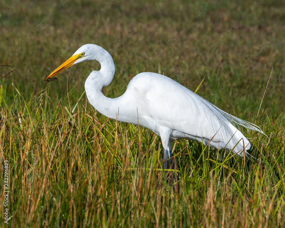 Fototapeta premium A great egret found a snack!