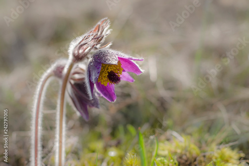 Pulsatilla vulgaris or Pasque flower blooms in the steppe