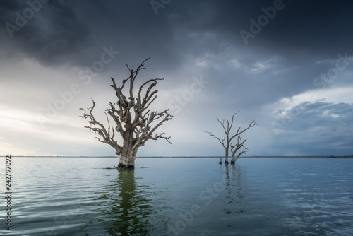 Dead trees in lake photo