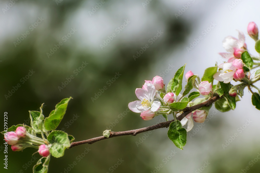 Obraz premium Apple blossoms in early spring
