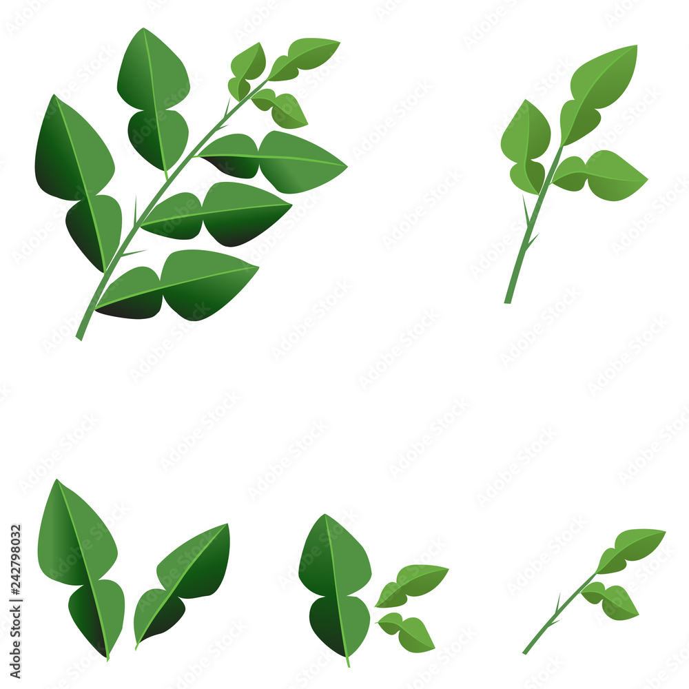 bergamot leaves leaves