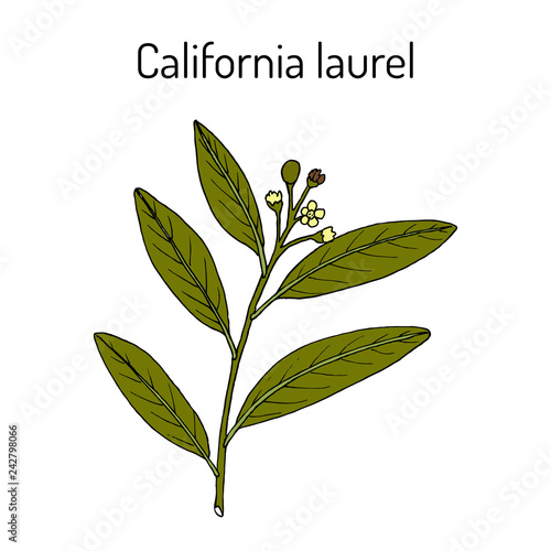 California laurel, Umbellularia californica, or Oregon myrtle