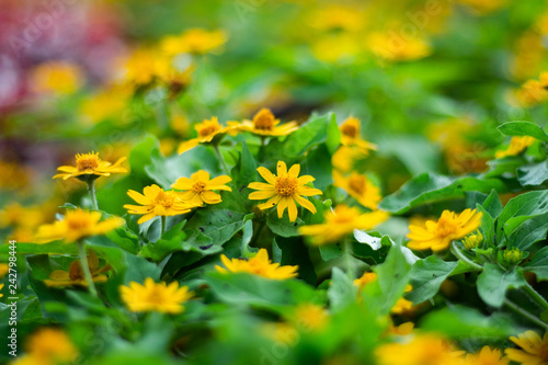 yellow flowers in garden