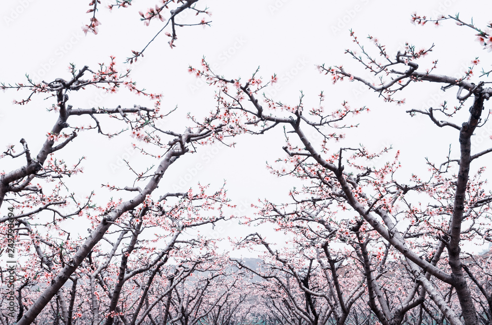 Peach blossoms in the peach orchard