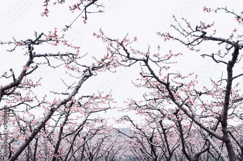 Peach blossoms in the peach orchard