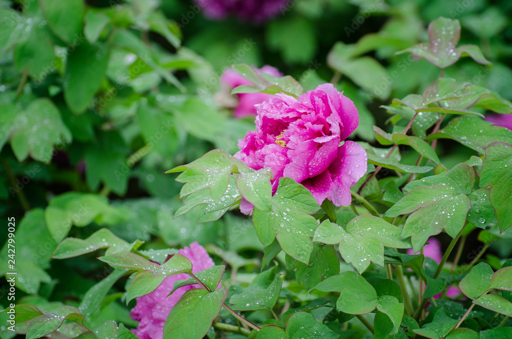 Peony flowers in the rain Peony flowers in the rain