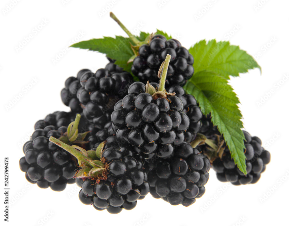 Fototapeta premium blackberries isolated on white background