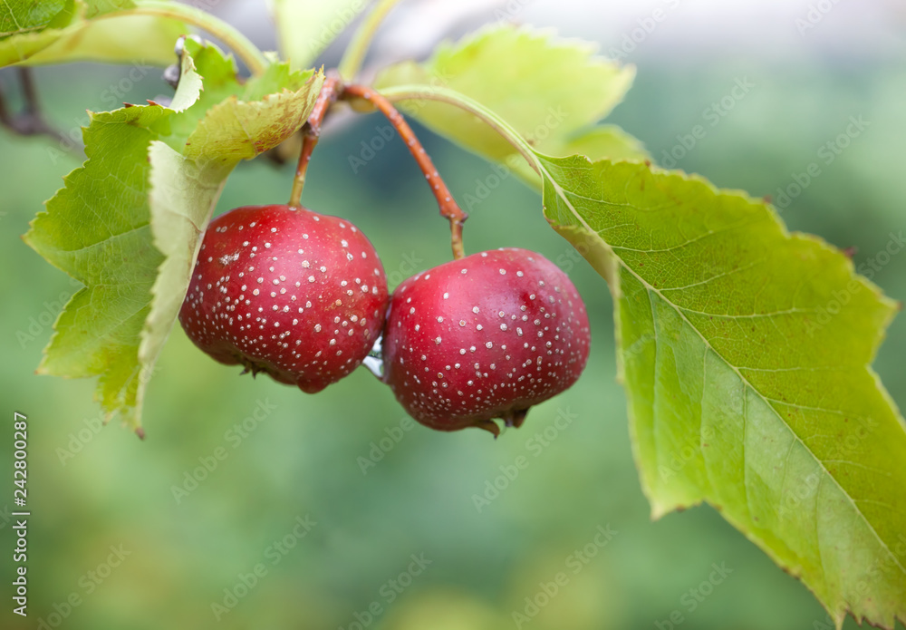 Closeup of fruits of chinese hawthorn Closeup of fruits of chinese hawthorn