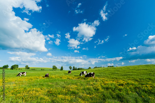 Cows on green field and blue cloudy sky