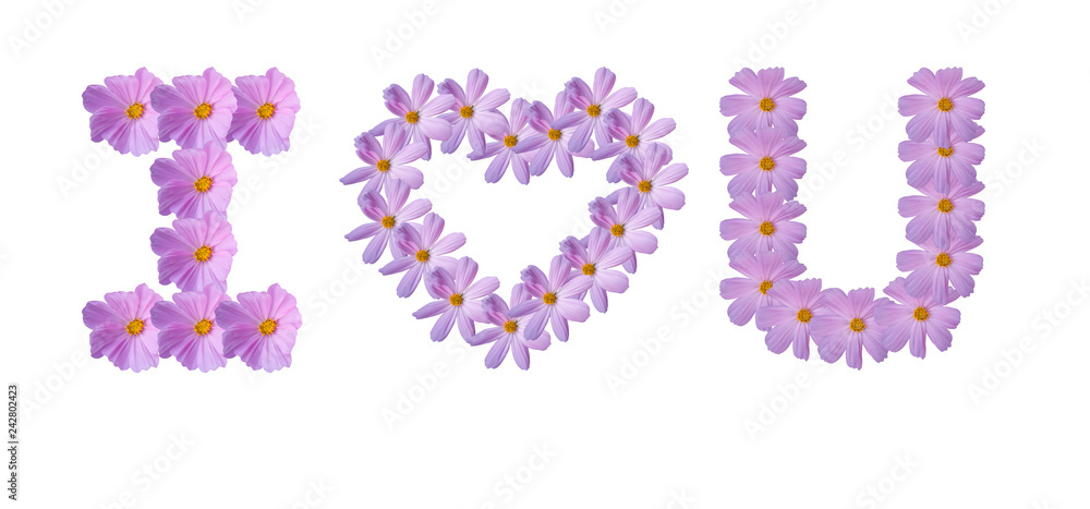 Message of I Love You by Pink Beautiful Sulfur Cosmos Flower isolated on white background. Message of I Love You by Pink Beautiful Sulfur Cosmos Flower isolated on white background.