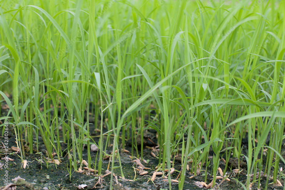 green grass with water drops green grass with water drops