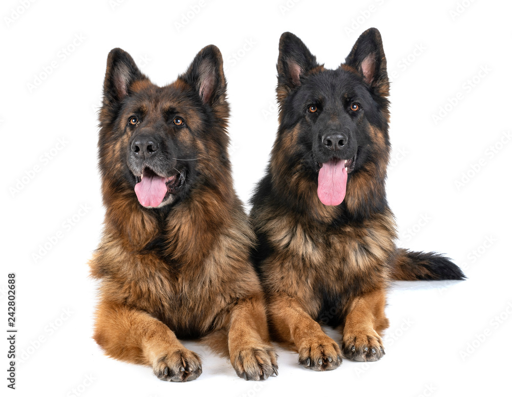 german shepherd in studio german shepherd in studio