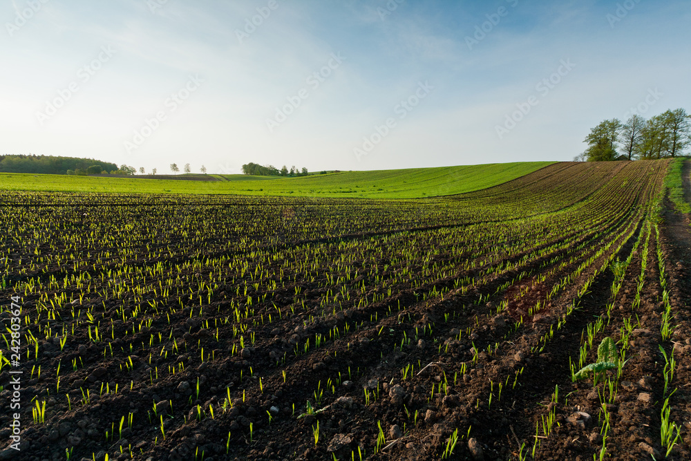 Idyllic green field landscape with blue cloudy sky. Idyllic green field landscape with blue cloudy sky.