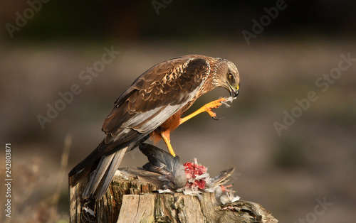 Aguila lagunero macho  photo