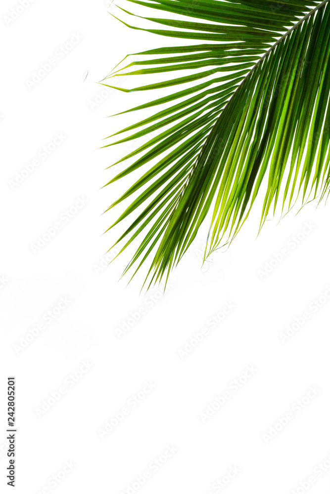 Obraz premium palms leaf on white background