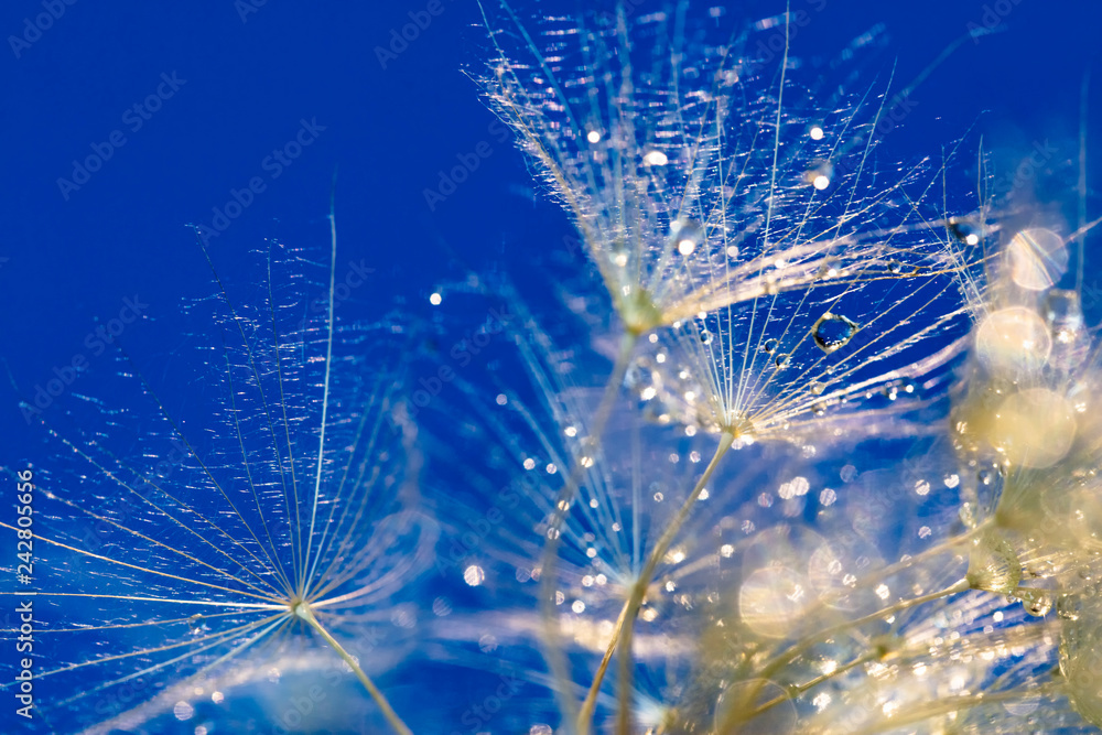 Obraz premium mniszek z bliska po deszczu