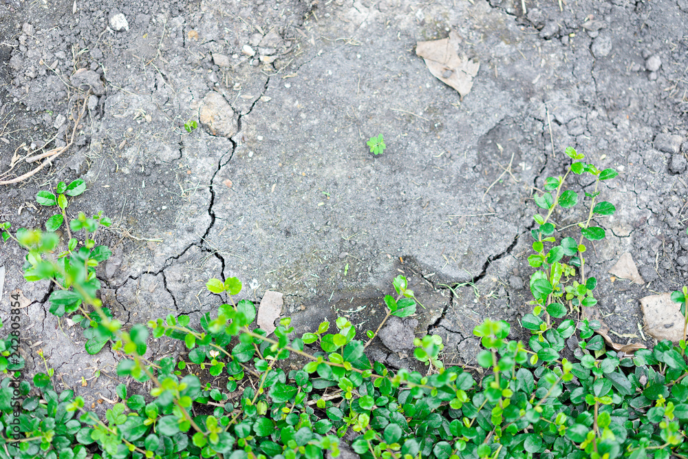 Green leaf with Dry ground texture for background. Environment concept Green leaf with Dry ground texture for background. Environment concept