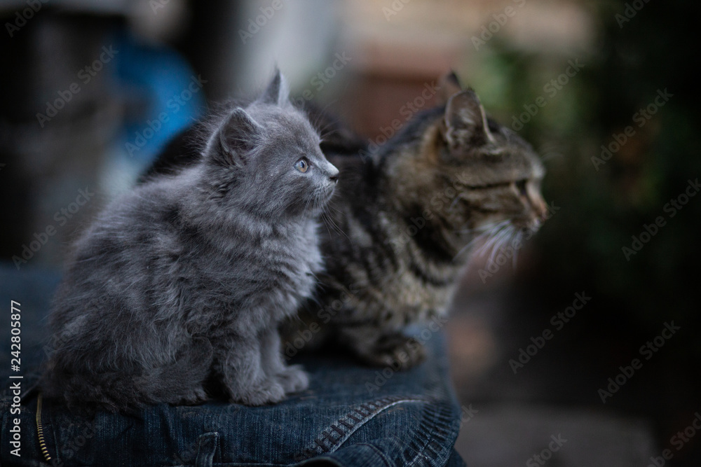 Naklejka premium Domestic cat resting outdoor