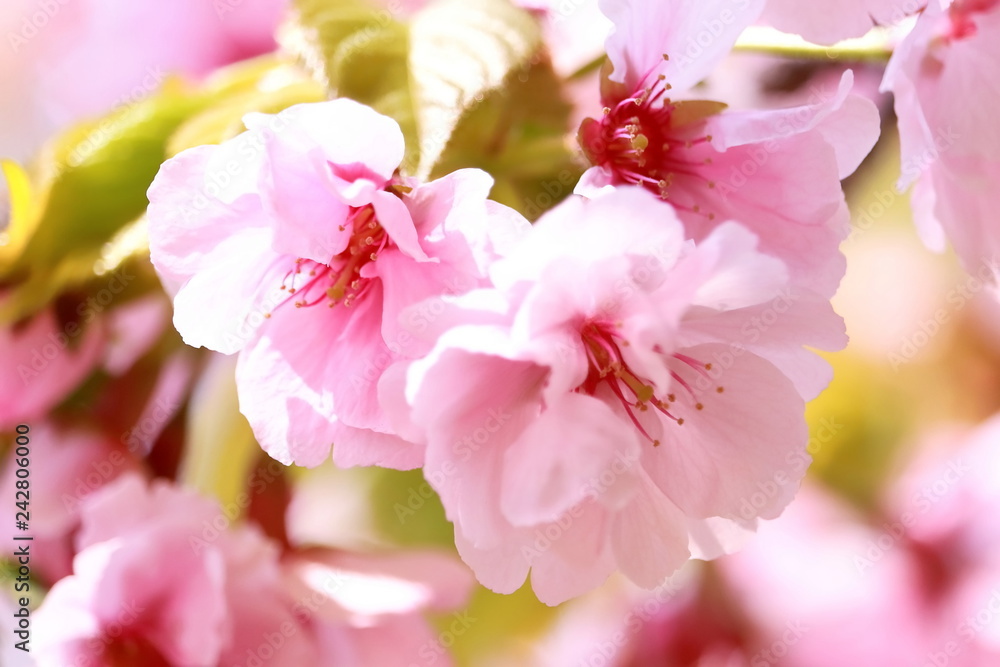 美しいピンク色の八重桜 美しいピンク色の八重桜