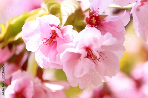 美しいピンク色の八重桜