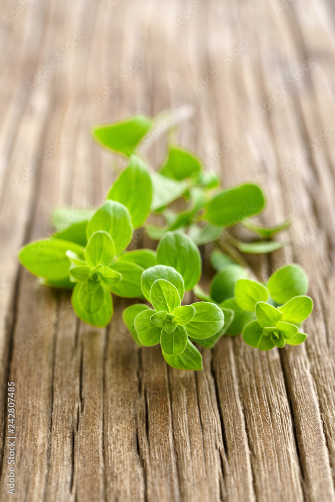 fresh marjoram herb on the wooden table fresh marjoram herb on the wooden table