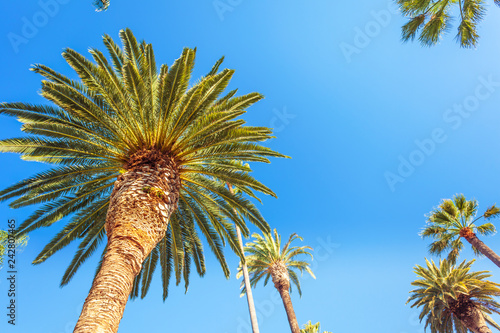 Palms of Beverly Hills