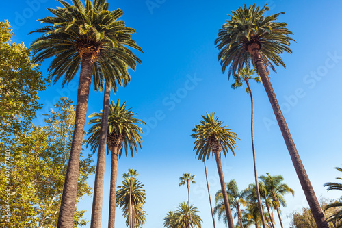 Famous palms of Beverly Hills in Los Angeles