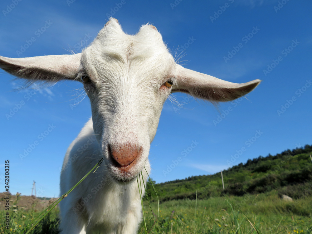 Fototapeta premium White goat looking into camera. Cute curious goat grazing on a green meadow on blue sky background