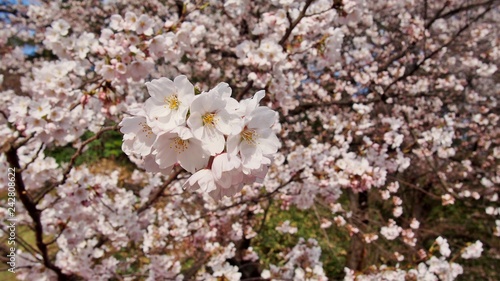 青森 弘前公園の桜