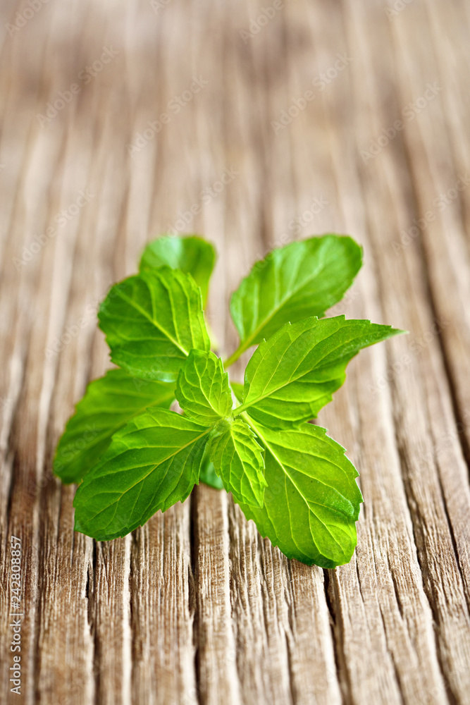 fresh mint on the wooden table fresh mint on the wooden table