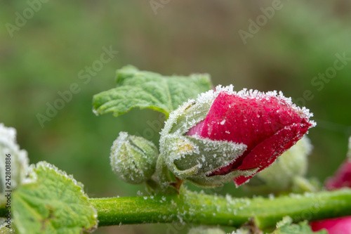 Petals of hollyhock flowers covered with frost photo