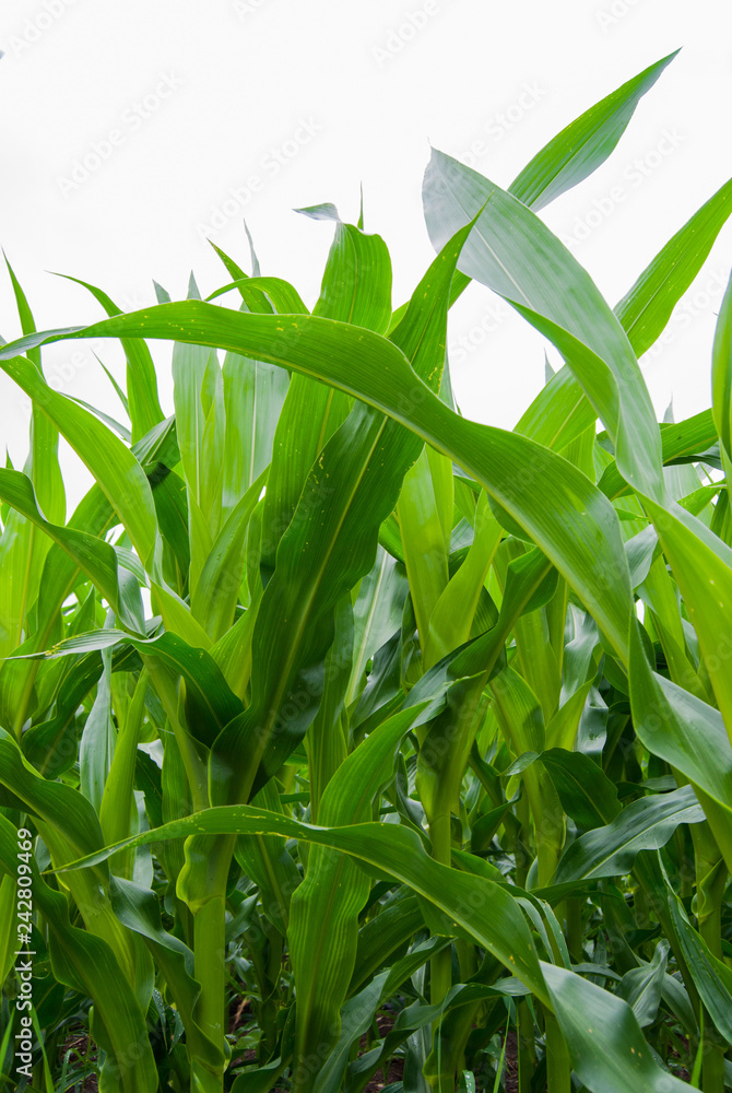 Field of cobs of corn still green and unripe Field of cobs of corn still green and unripe